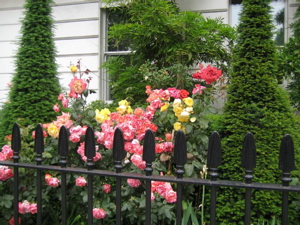 Chelsea Flowers