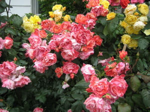 Chelsea Flowers 